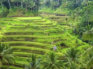 Rice terraces in Ubud, Bali