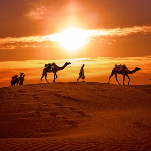 Desert Experience
