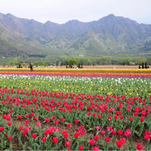 Srinagar tour package