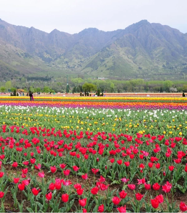 Srinagar tour package
