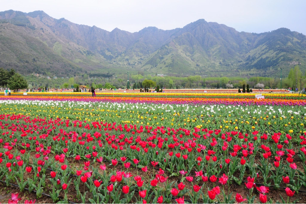 Srinagar tour package
