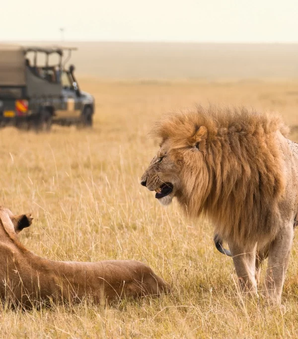 Wildlife